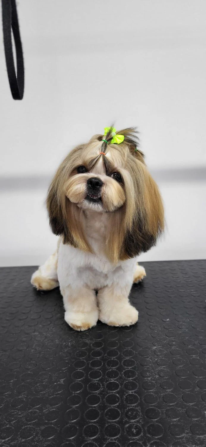 Грумінг-салон "Woof Groom" — фото 2