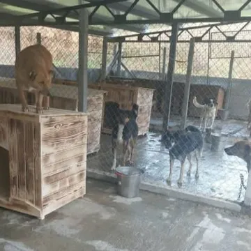 Фото бізнесу Приют за бездомни животни - Габрово