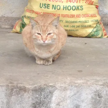 Фото бізнесу Фондация за предотвратяване на жестокостта на животните - "SPCA Bulgaria"