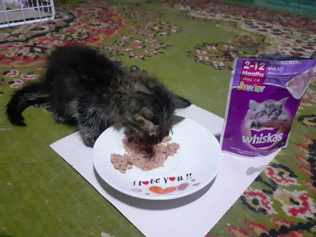 Фондация за предотвратяване на жестокостта на животните - "SPCA Bulgaria" — фото 5