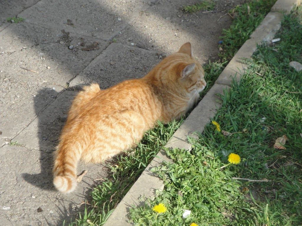 Фондация за предотвратяване на жестокостта на животните - "SPCA Bulgaria" — фото 2