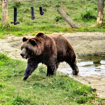Фото бізнесу Ведмежий притулок «Домажир»