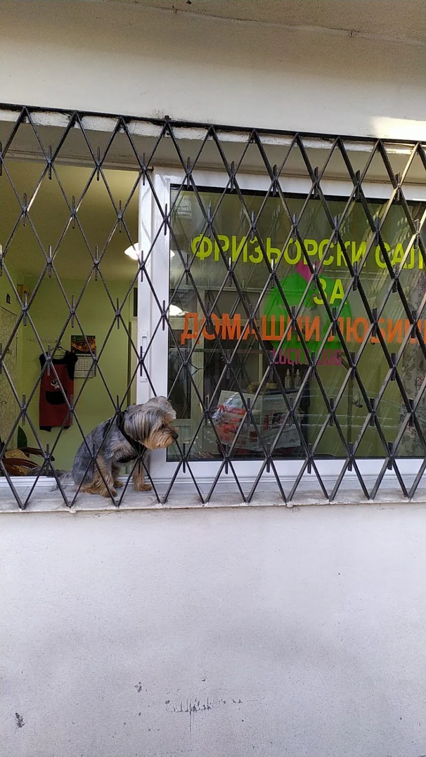 Фризьорски салон "Lucky Dog" — фото 5