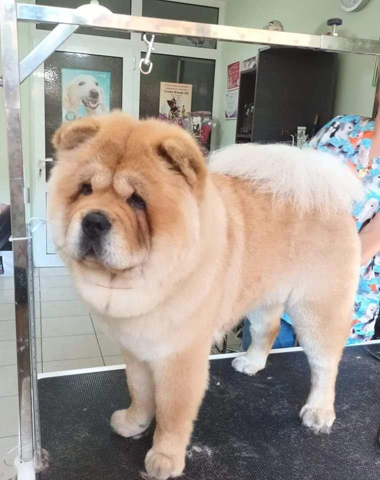 Фризьорски салон "Lucky Dog" — фото 4