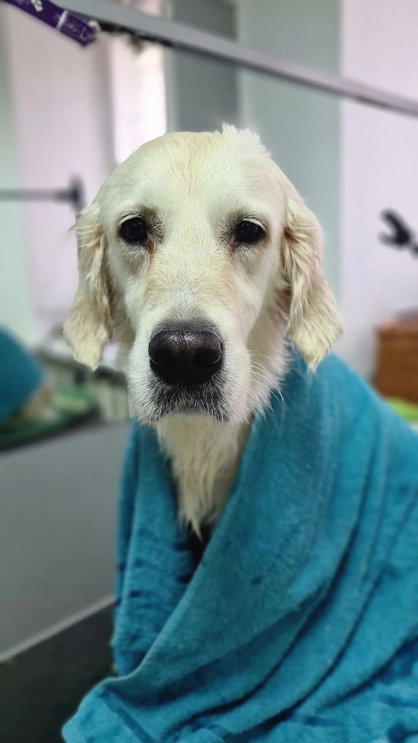 ЗооСервіс GO-GROOM — фото 3