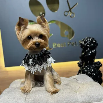 Фото бізнесу Грумінг салон. СПА. Навчання "Best Pet Style"
