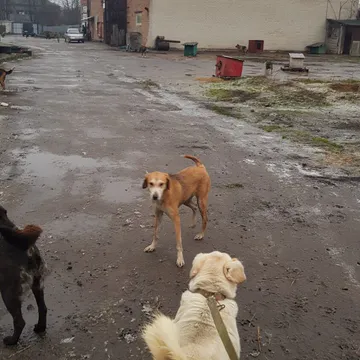 Фото бізнесу Комунальне підприємство "Ласка"