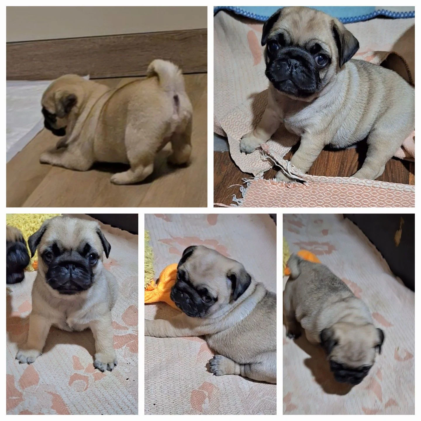 Мопс: Маленьке щастя в родину