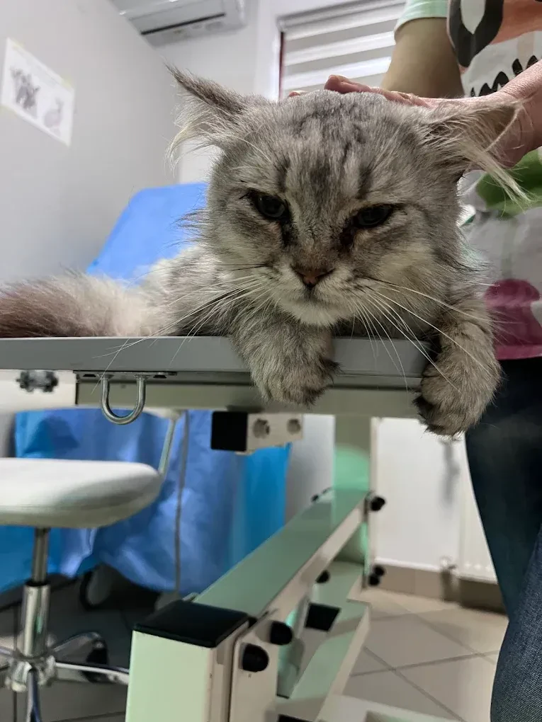 Ветеринарна клініка "Animal Health West" — фото 8