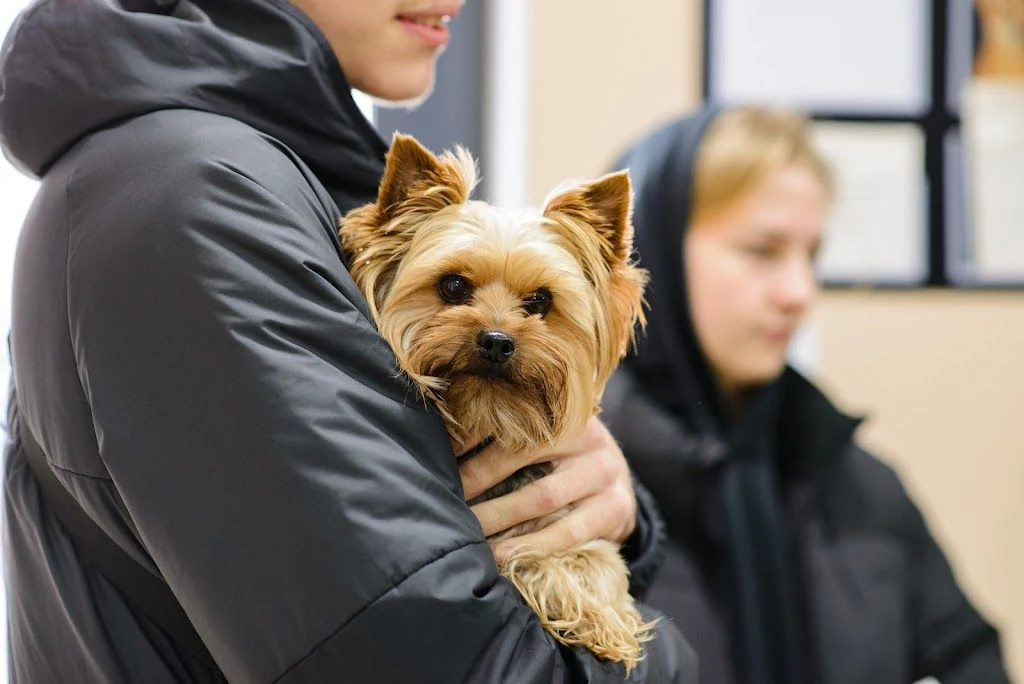 Ветеринарна клініка та ветеринарна аптека "VETZOO Clinic" — фото 4