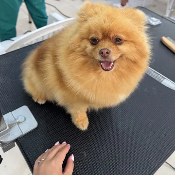 Фото бізнесу Груминг салон "Bark & Spark Grooming Salon"