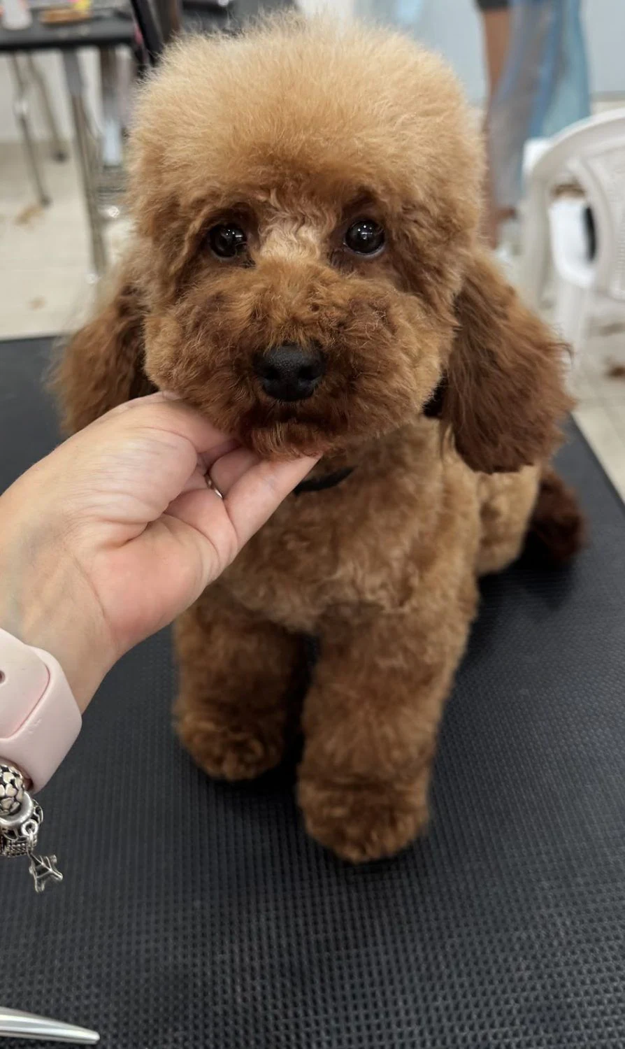 Груминг салон "Bark & Spark Grooming Salon" — фото 2
