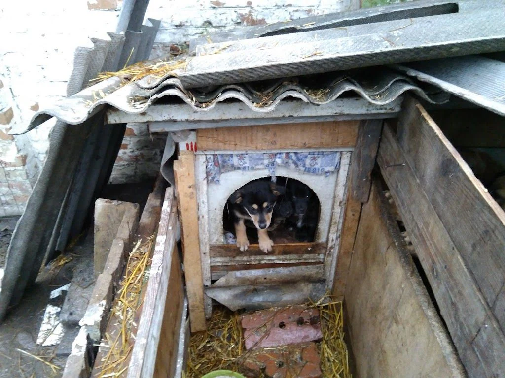 Притулок для тварин «Планета» — фото 3