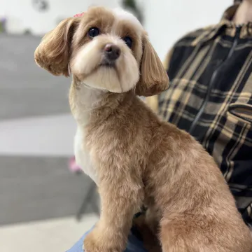 Фото бізнесу Грумінг салон "Puggi"