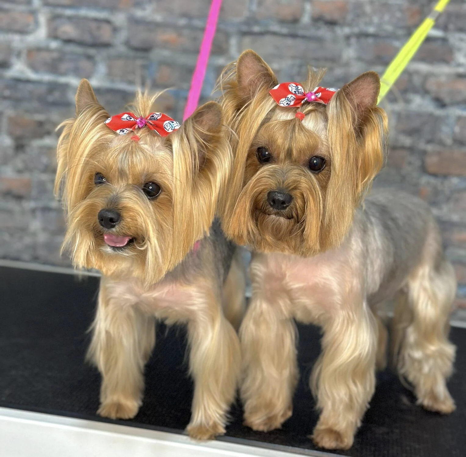 Ветеринарен кабинет и груминг салон " Pet Place " д-р Петя Милкова — фото 3