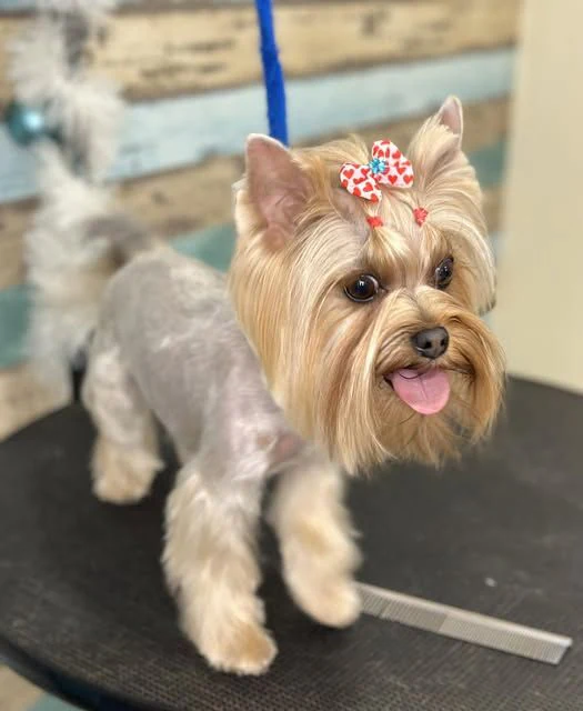 Ветеринарен кабинет и груминг салон " Pet Place " д-р Петя Милкова — фото 5