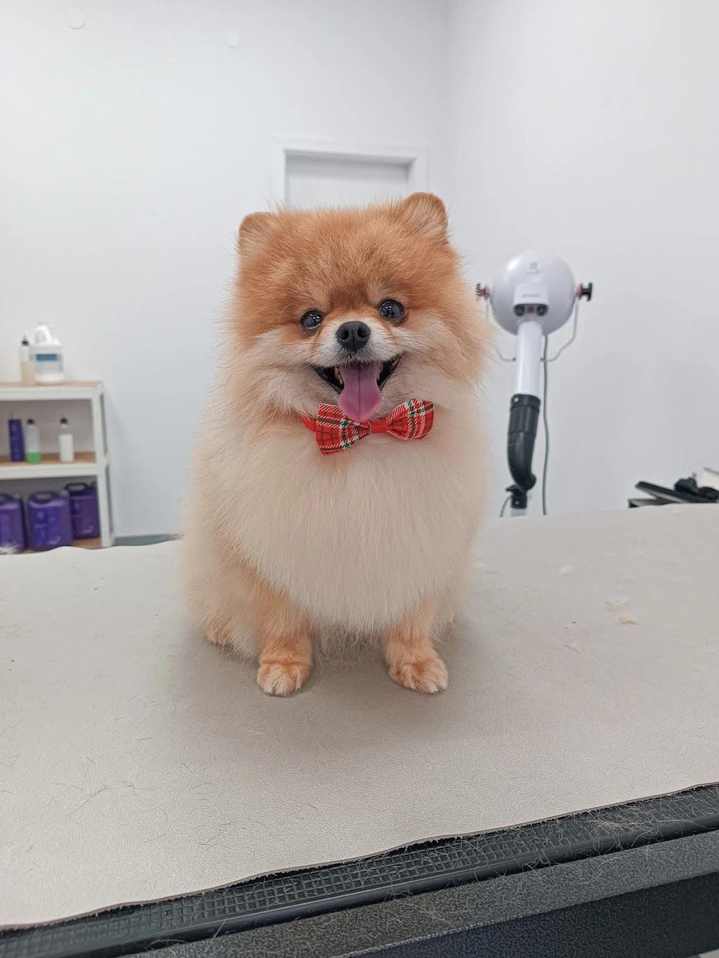 Груминг салон "Bella's groom room" — фото 4
