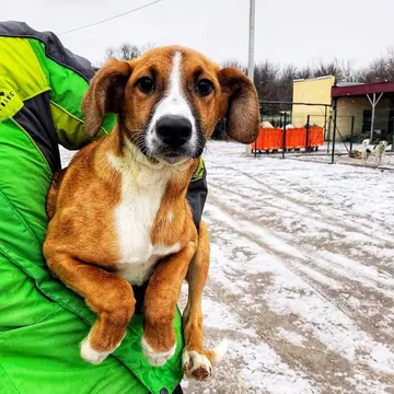 Фото бізнесу КУ "Притулок для тварин" Кам'янської мільської ради