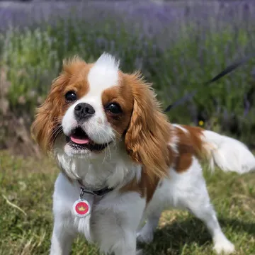 Фото бізнесу Розплідник собак «ABC & Victoria dogs»