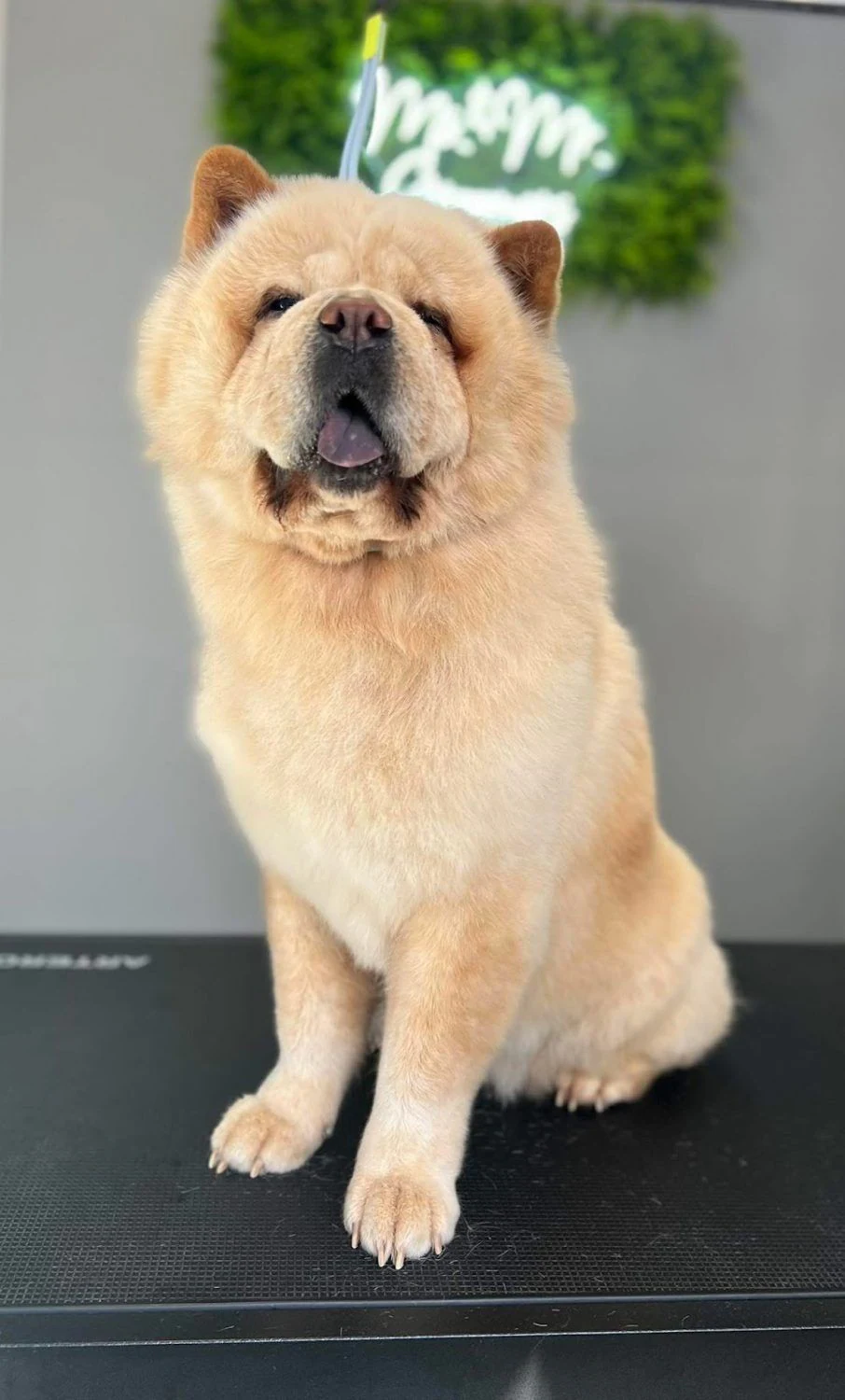 Груминг салон "Ms. & Mr. Groomers" — фото 5