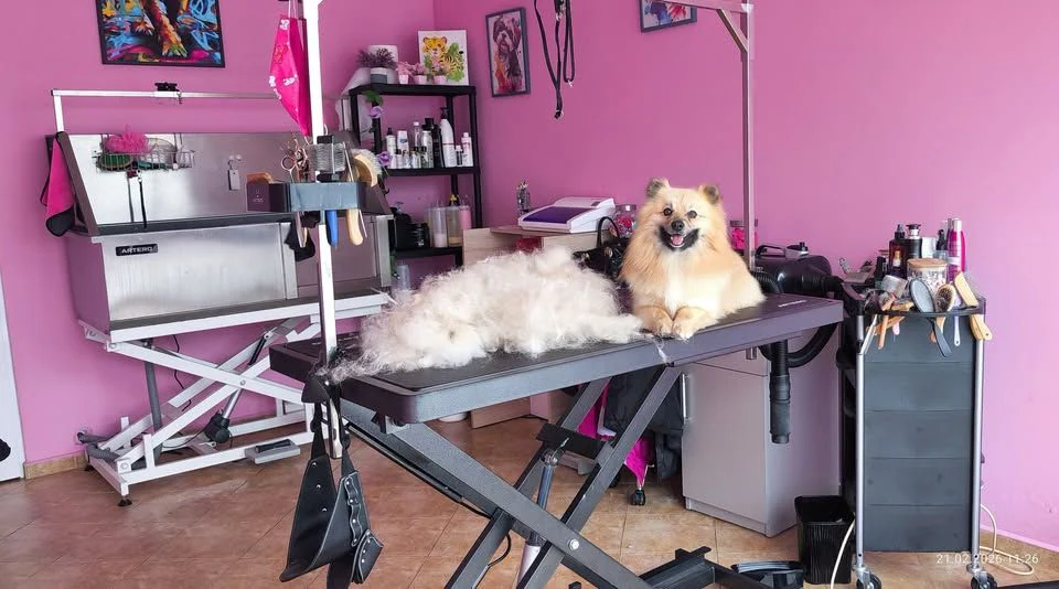 Груминг салон "Dog Art Studio" — фото 6