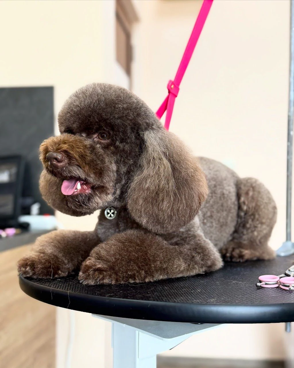 Груминг салон "CANE Grooming & SPA" — фото 4