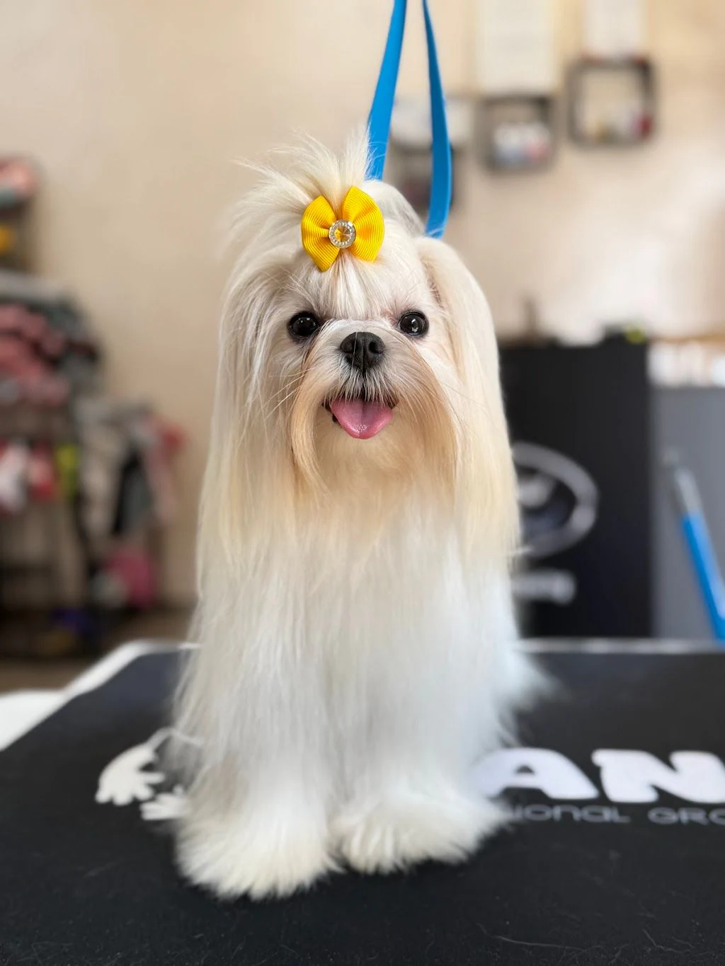 Груминг салон "CANE Grooming & SPA" — фото 2