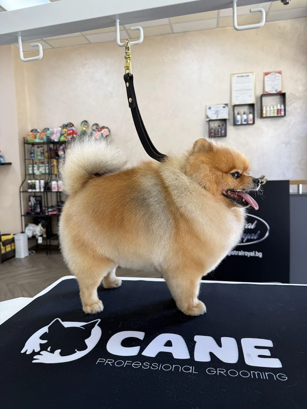 Груминг салон "CANE Grooming & SPA" — фото 3