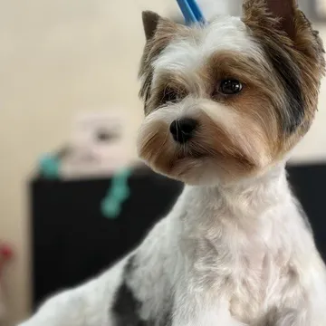 Фото бізнесу Груминг салон "CANE Grooming & SPA"