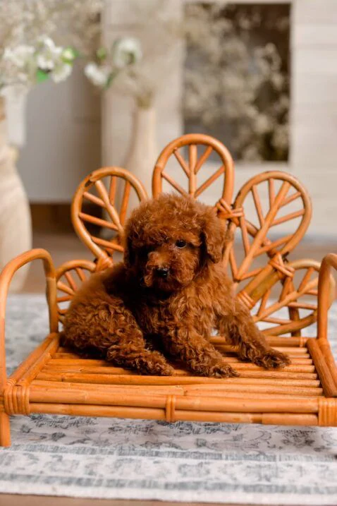 Розплідник Той Пуделів Чернівці «TOY POODLE IN UA» — фото 6