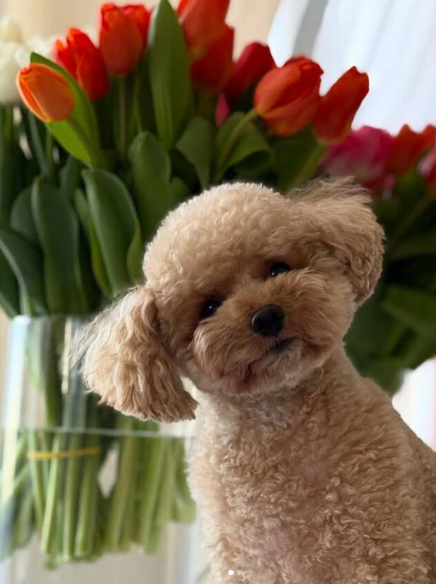 Розплідник Той Пуделів Чернівці «TOY POODLE IN UA» — фото 3