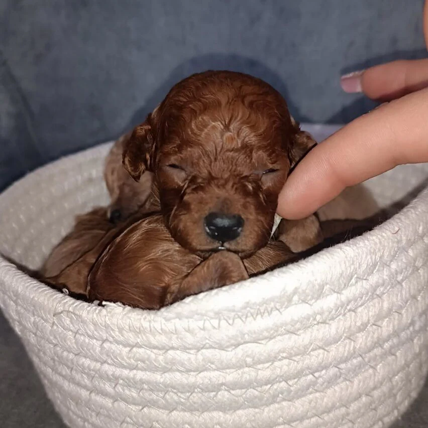Розплідник Той Пуделів Чернівці «TOY POODLE IN UA» — фото 10