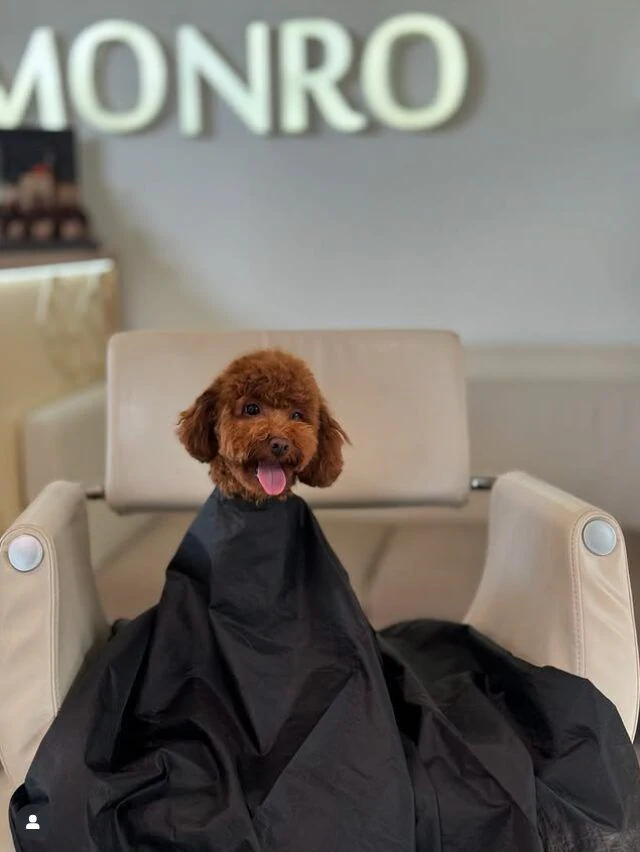 Розплідник Той Пуделів Чернівці «TOY POODLE IN UA» — фото 2