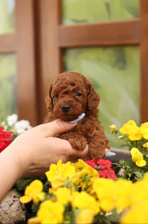 Розплідник Той Пуделів Чернівці «TOY POODLE IN UA» — фото 9