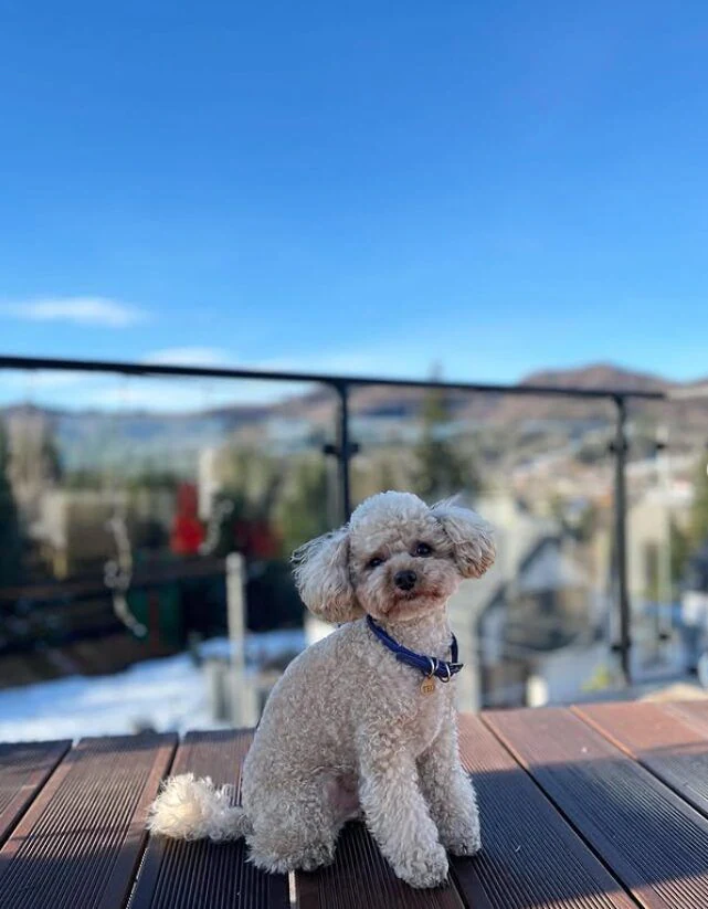 Розплідник Той Пуделів Чернівці «TOY POODLE IN UA» — фото 4