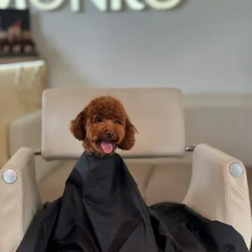 Фото бізнесу Розплідник Той Пуделів Чернівці «TOY POODLE IN UA»