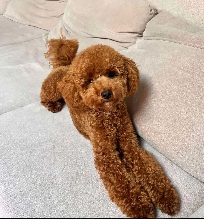 Розплідник Той Пуделів Чернівці «TOY POODLE IN UA» — фото 7
