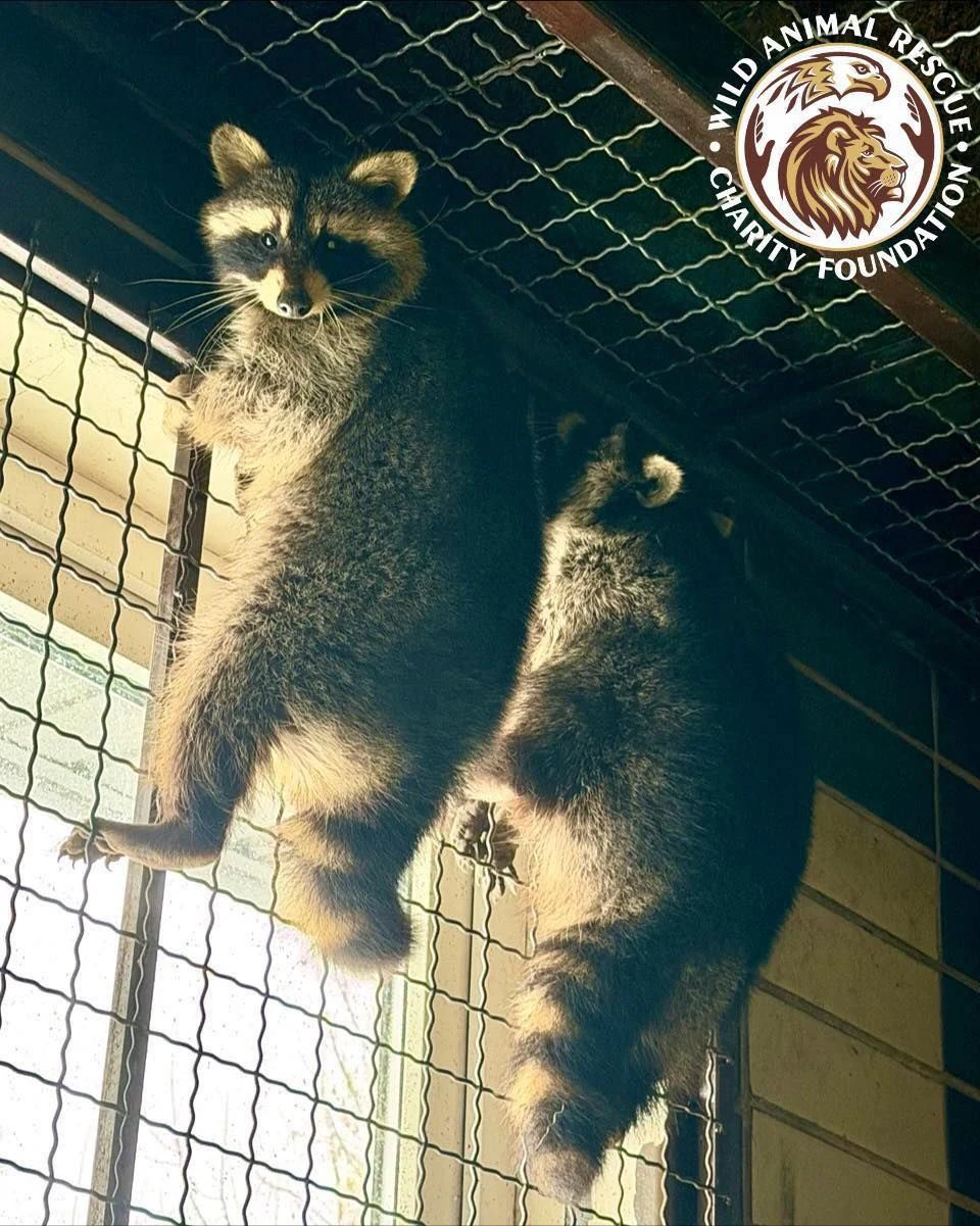 Центр порятунку диких тварин "WildAnimals" — фото 9