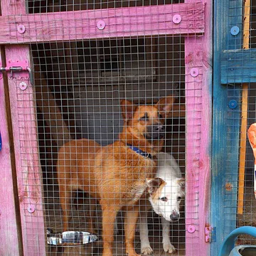Фото бізнесу Притулок для тварин "Best Frends"