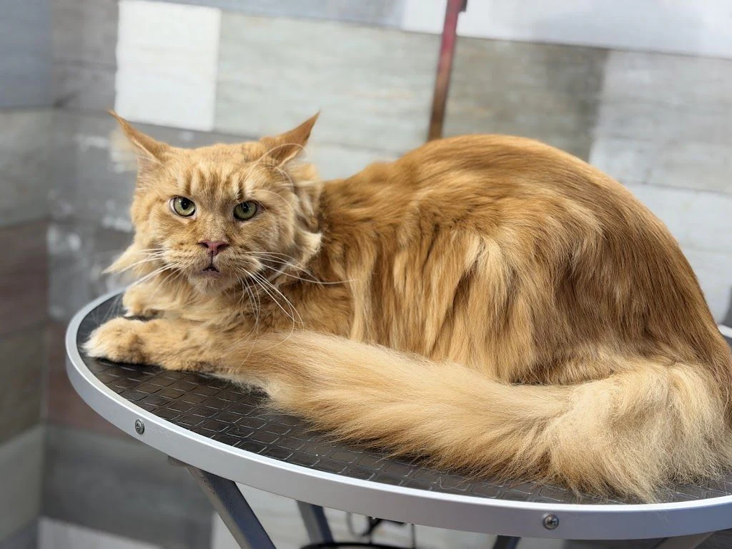 Груминг салон "Pet Barber" — фото 2
