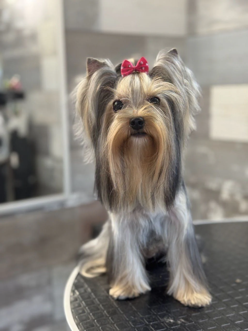 Груминг салон "Pet Barber" — фото 3