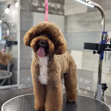 Фото бізнесу Груминг салон "Pet Barber"