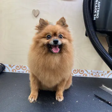 Фото бізнесу Груминг салон "Paw-Paw Grooming Salon On Wheels"