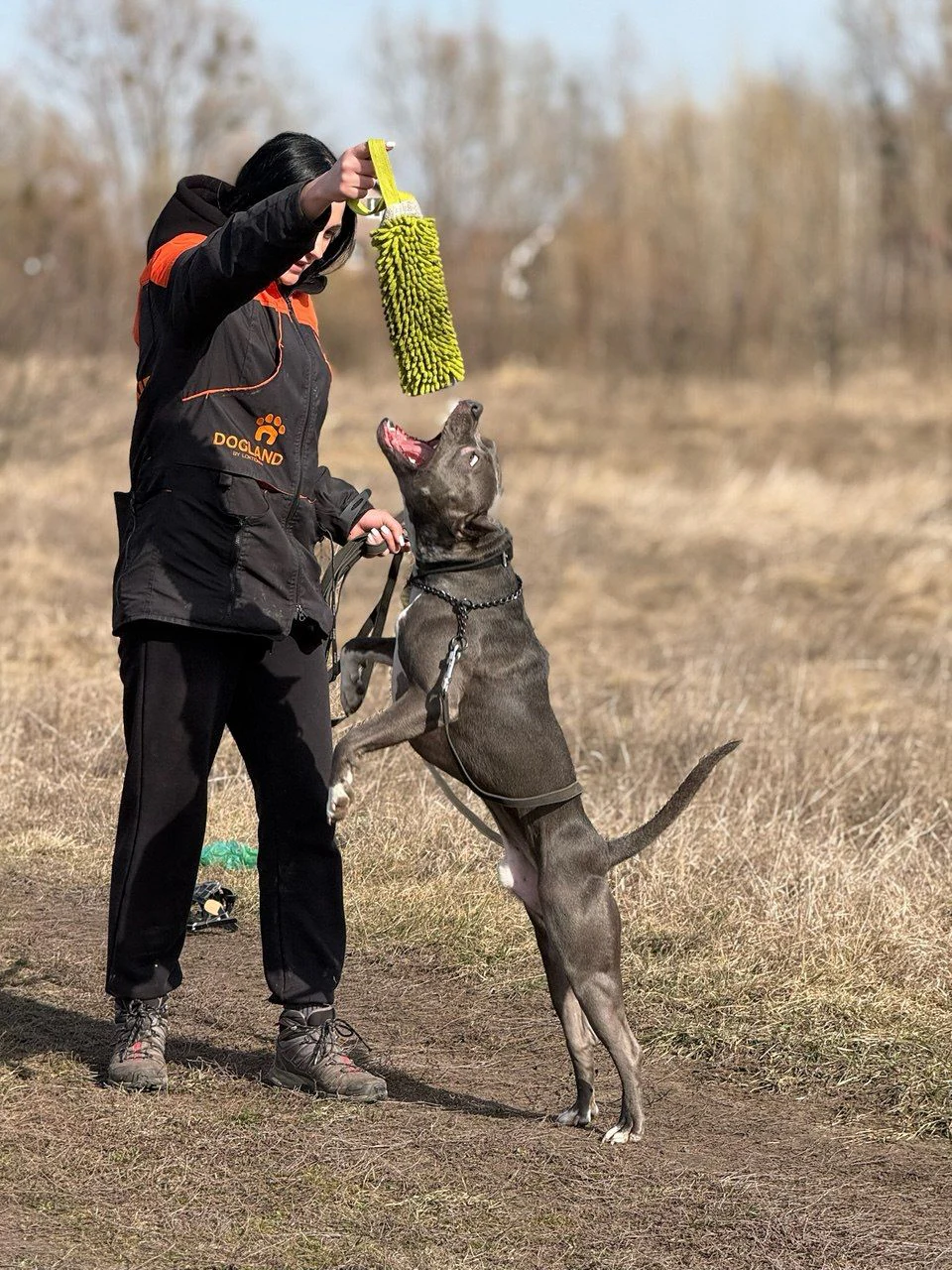 DOGLAND by Loktionov | КІНОЛОГ У КИЄВІ | ДРЕСИРУВАННЯ СОБАК КИЇВ — фото 2