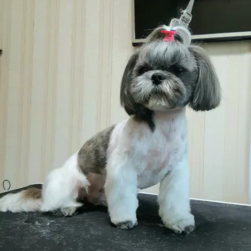 Фото бізнесу Грумінг-салон "Prof-Grooming"