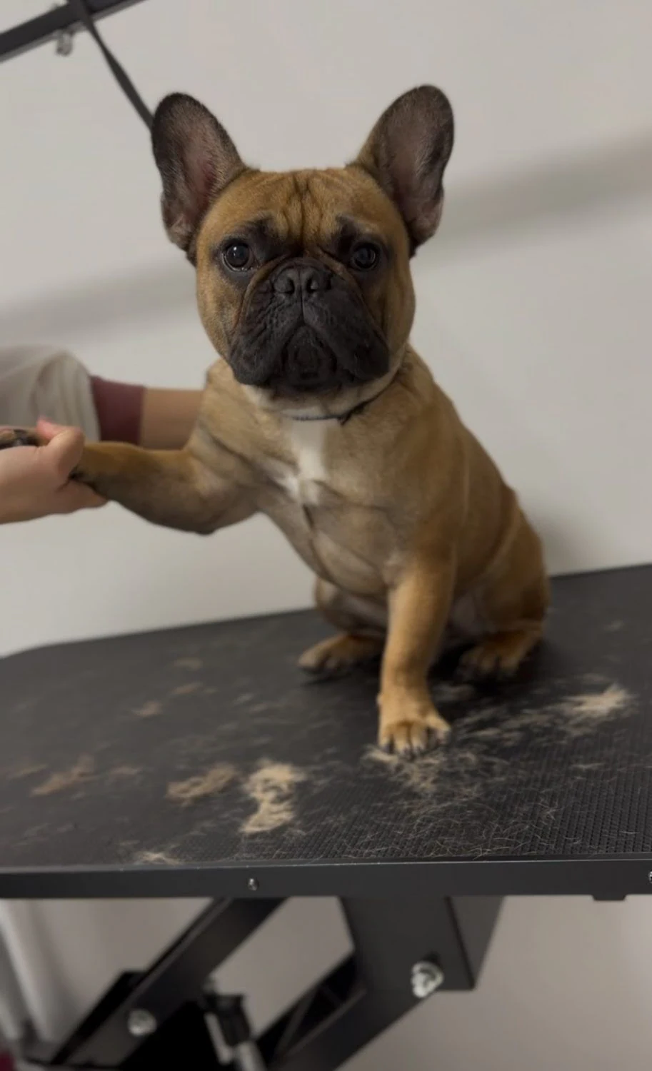 Студія грумінгу "Love your pets studio" — фото 5