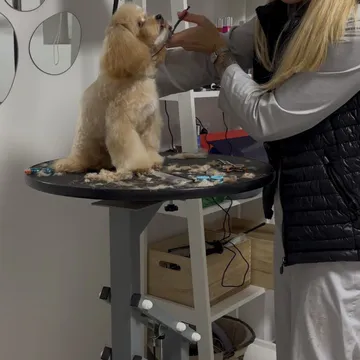 Фото бізнесу Студія грумінгу "Love your pets studio"