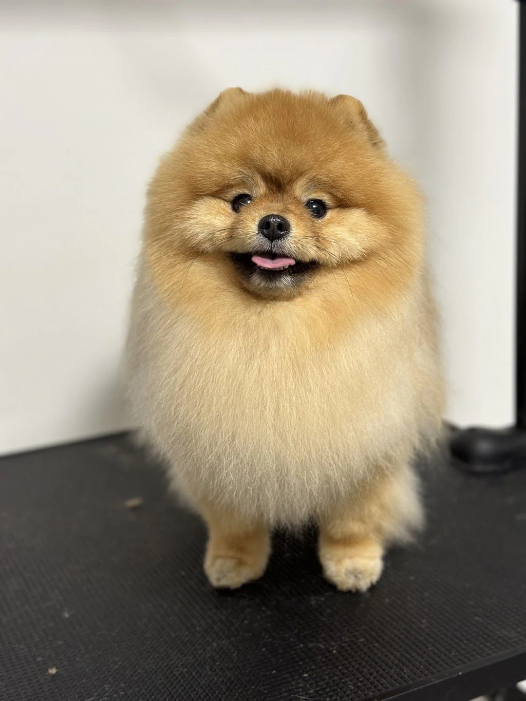 Студія грумінгу "Love your pets studio" — фото 3