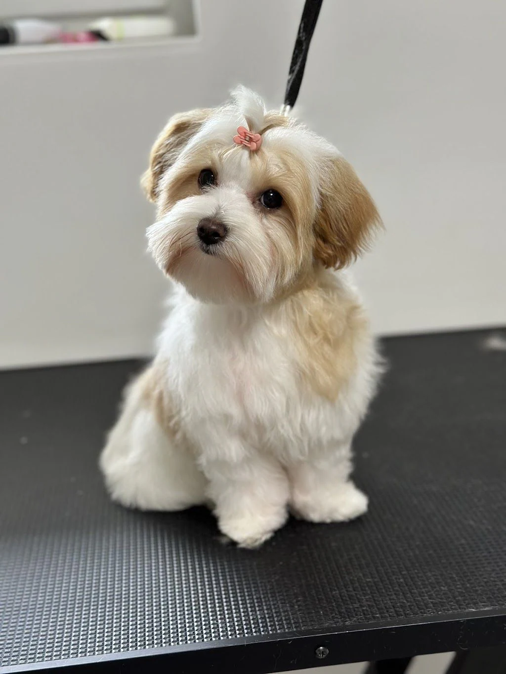 Студія грумінгу "Love your pets studio" — фото 2