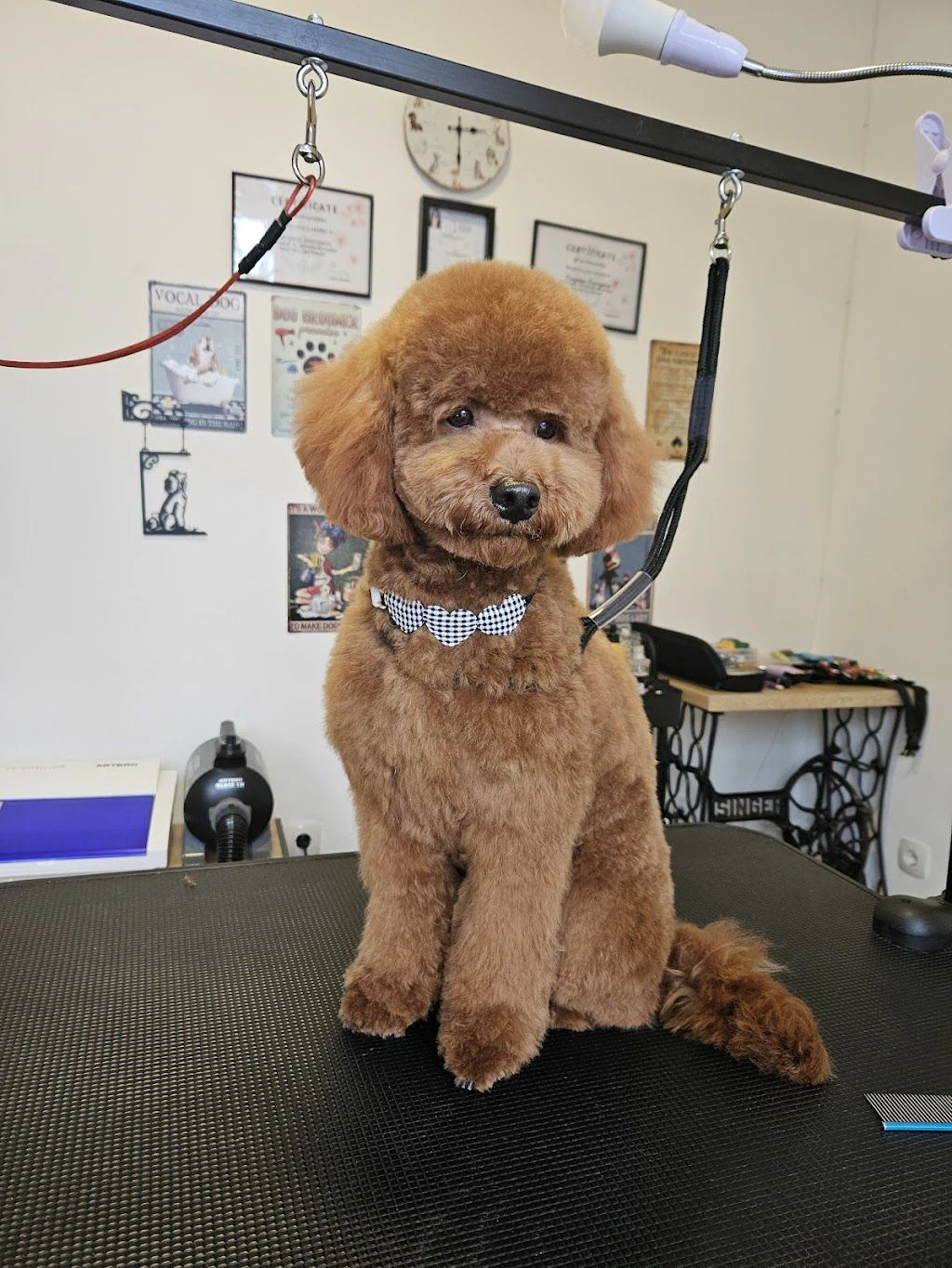 Груминг салон "Dog Mama" — фото 5
